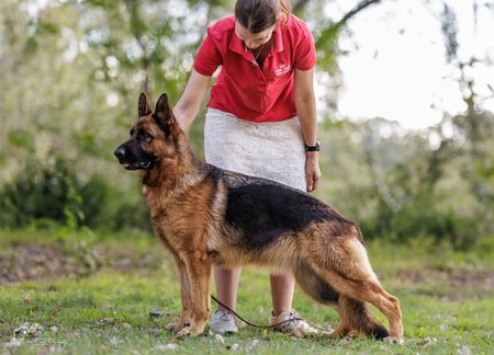 Australian Champion Karham Know My Destiny 'A'(3:3) 'Z'(0:0) JP N.SPRD German Shepherd Dog