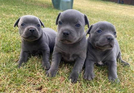 Staffordshire Bull Terrier puppy for sale by HERITAGEBLUE