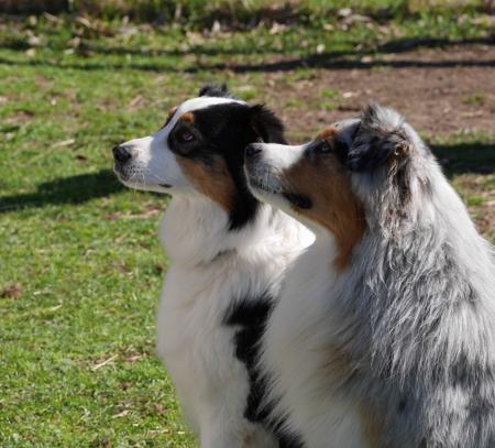 Australian Shepherd for sale by SKYEPARK