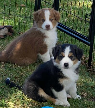 Australian Shepherd for sale by SKYEPARK