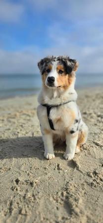Australian Shepherd for sale by SKYEPARK