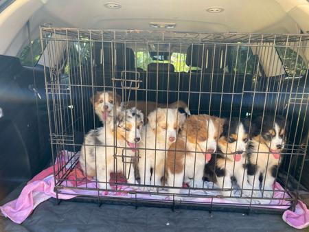 Australian Shepherd for sale by SKYEPARK
