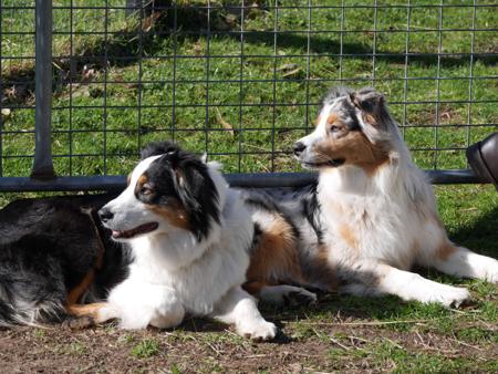 Australian Shepherd for sale by SKYEPARK