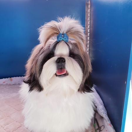 Shih Tzu for sale by DELATH