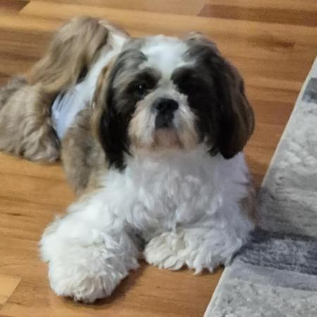 Shih Tzu for sale by ALSEEZU