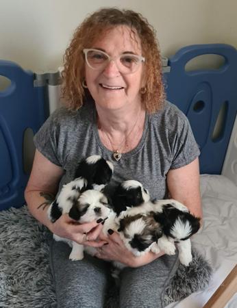 Shih Tzu for sale by ALSEEZU