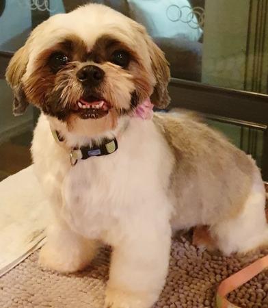 Shih Tzu for sale by ALSEEZU