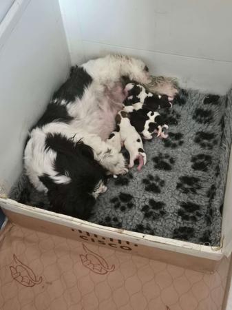 Shih Tzu puppy for sale by ALSEEZU