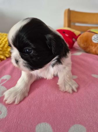 Shih Tzu puppy for sale by DELATH