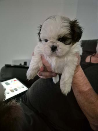 Shih Tzu puppy for sale by DELATH