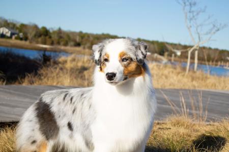 Australian Shepherd puppy for sale by SARSICA