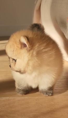 Pomeranian for sale by TUFFLUFF