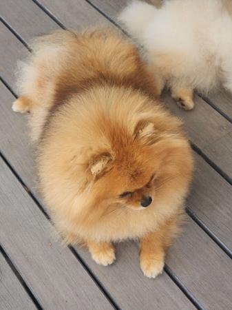 Pomeranian for sale by TUFFLUFF