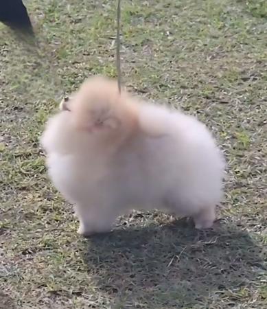 Tuffluff Light It Up Pomeranian