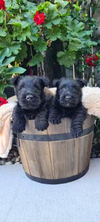Scottish Terrier for sale by CHANDELIERS