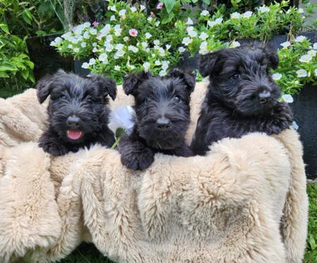 Scottish Terrier for sale by CHANDELIERS