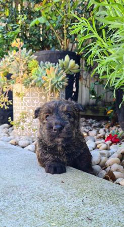 Scottish Terrier for sale by CHANDELIERS