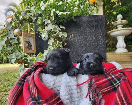 Scottish Terrier for sale by CHANDELIERS