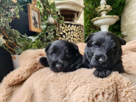 Scottish Terrier for sale by CHANDELIERS