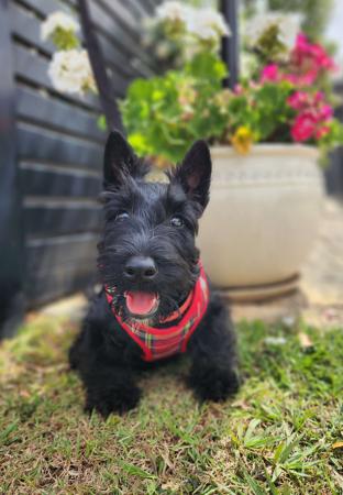 Scottish Terrier for sale by CHANDELIERS