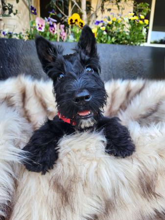 Scottish Terrier for sale by CHANDELIERS