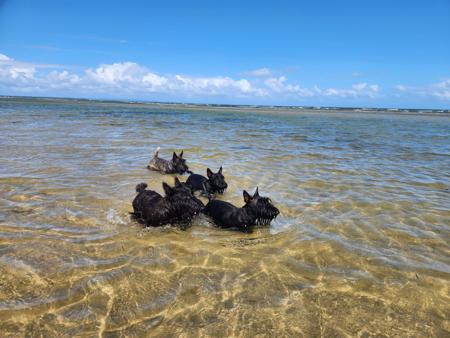 Scottish Terrier for sale by CHANDELIERS