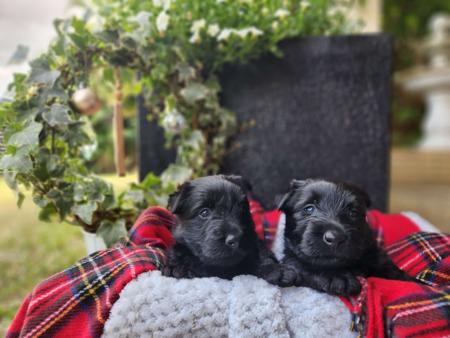 Scottish Terrier for sale by CHANDELIERS