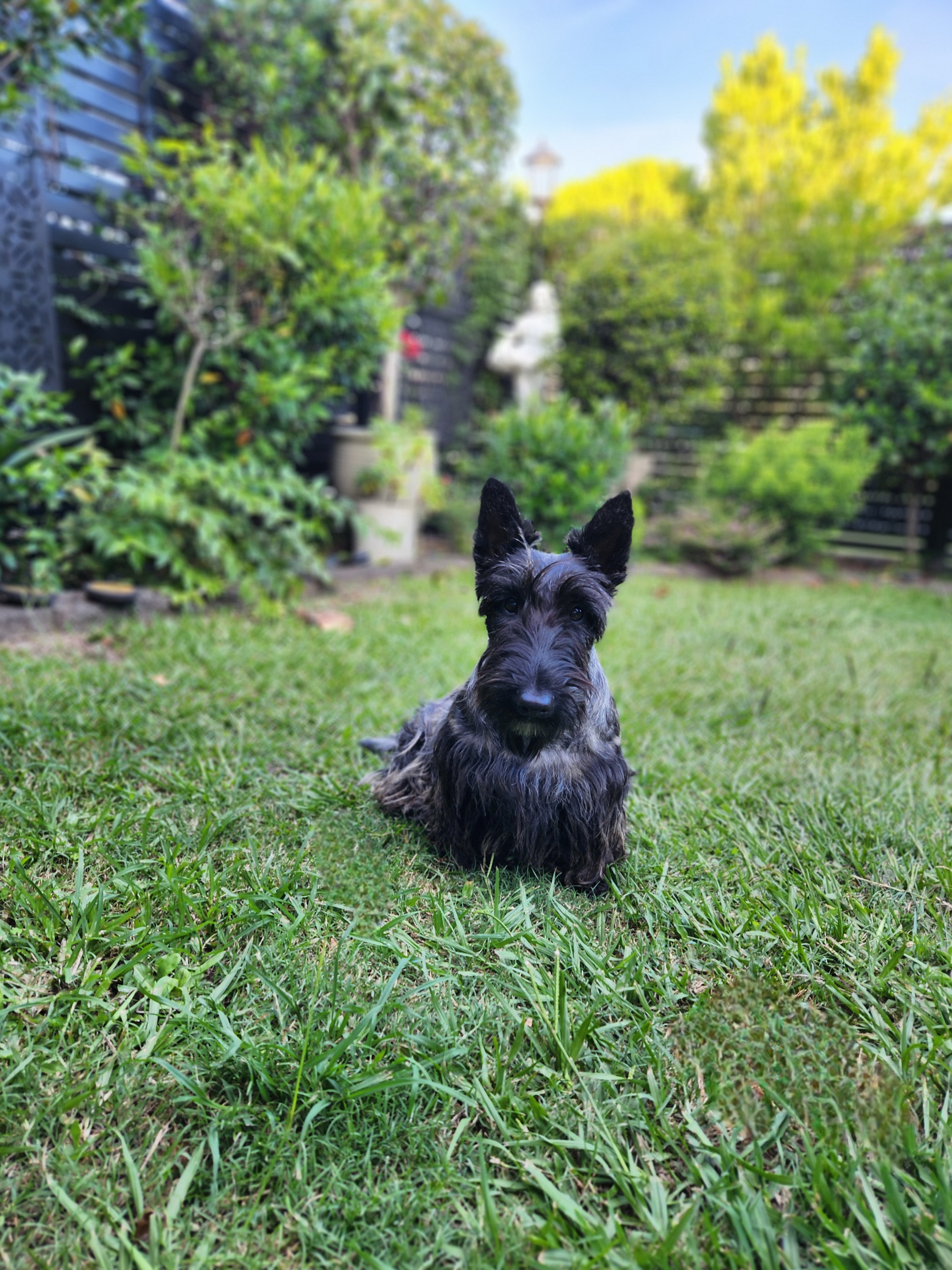 Scottish Terrier for sale by CHANDELIERS