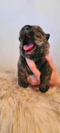 Scottish Terrier for sale by CHANDELIERS