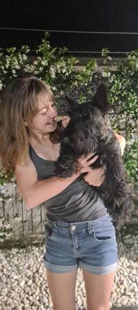 Scottish Terrier for sale by CHANDELIERS
