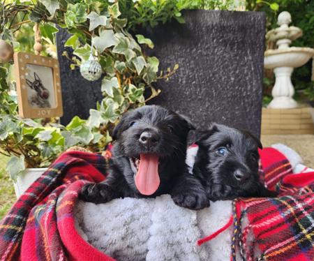 Scottish Terrier for sale by CHANDELIERS