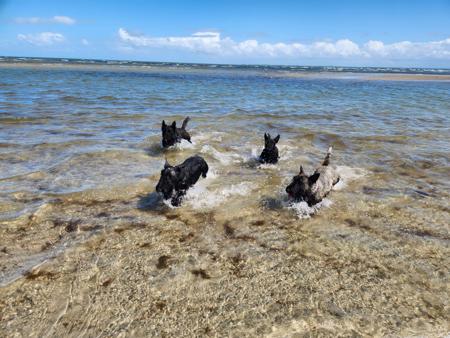 Scottish Terrier for sale by CHANDELIERS