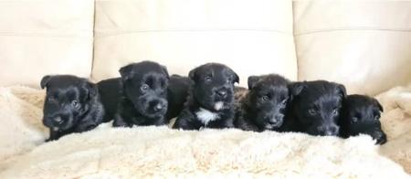 Scottish Terrier for sale by CHANDELIERS