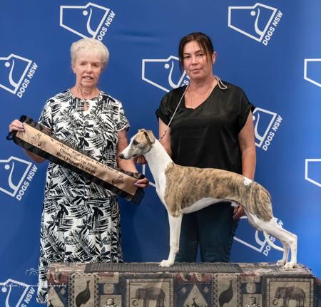 Whippet puppy for sale by MERRIROSE