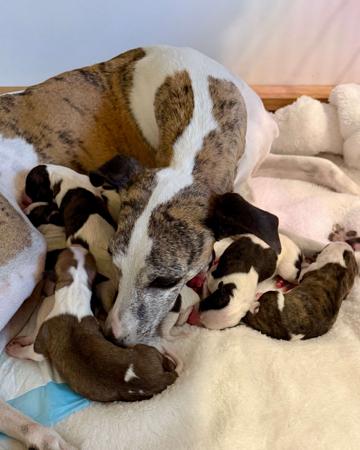 Whippet puppy for sale by MERRIROSE