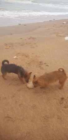 Australian Terrier puppy for sale by TAGETARL