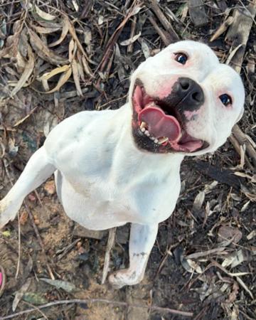 Staffordshire Bull Terrier dog for sale by AYASLEGACY