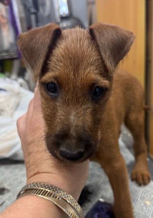 Irish Terrier puppy for sale by TEDDYWADDY