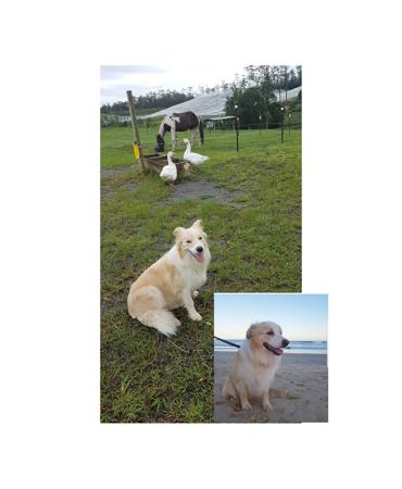 Border Collie for sale by DARKUMGREEN