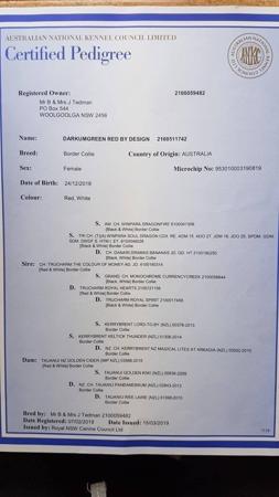 Border Collie for sale by DARKUMGREEN