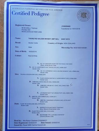 Border Collie for sale by DARKUMGREEN