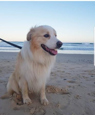 Border Collie for sale by DARKUMGREEN