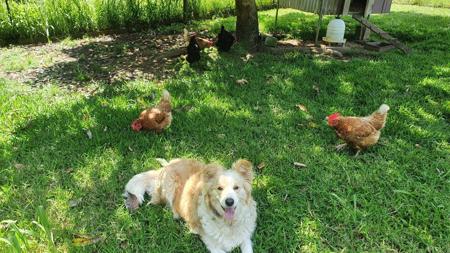 Border Collie for sale by DARKUMGREEN