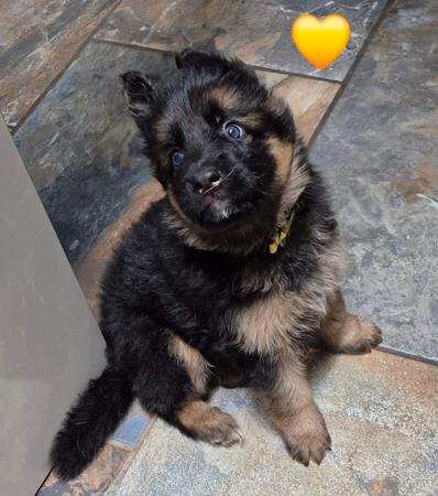 German Shepherd Dog (Long Stock Coat) puppy for sale by BRAJANDI