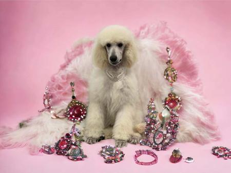 Poodle (Standard) for sale by AVRILSTOYS