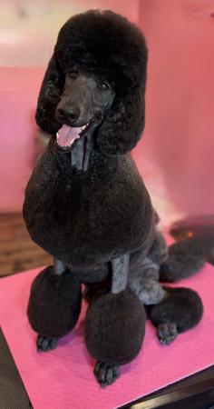 Poodle (Standard) for sale by AVRILSTOYS