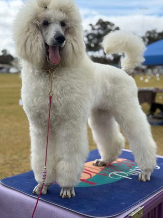 Poodle (Standard) for sale by AVRILSTOYS