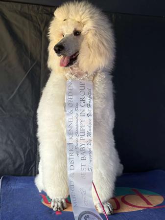 Poodle (Standard) for sale by AVRILSTOYS