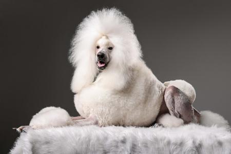 Poodle (Standard) puppy for sale by AVRILSTOYS