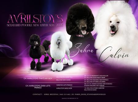 Poodle (Standard) for sale by AVRILSTOYS